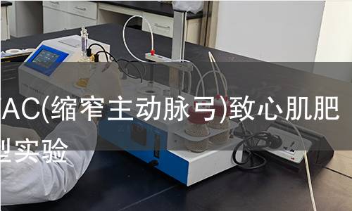 小鼠TAC(縮窄主動脈弓)致心肌肥厚模型實驗