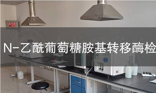 N-乙酰葡萄糖胺基轉(zhuǎn)移酶檢測