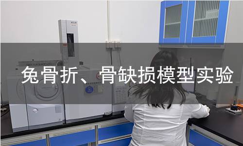 兔骨折、骨缺損模型實(shí)驗(yàn)